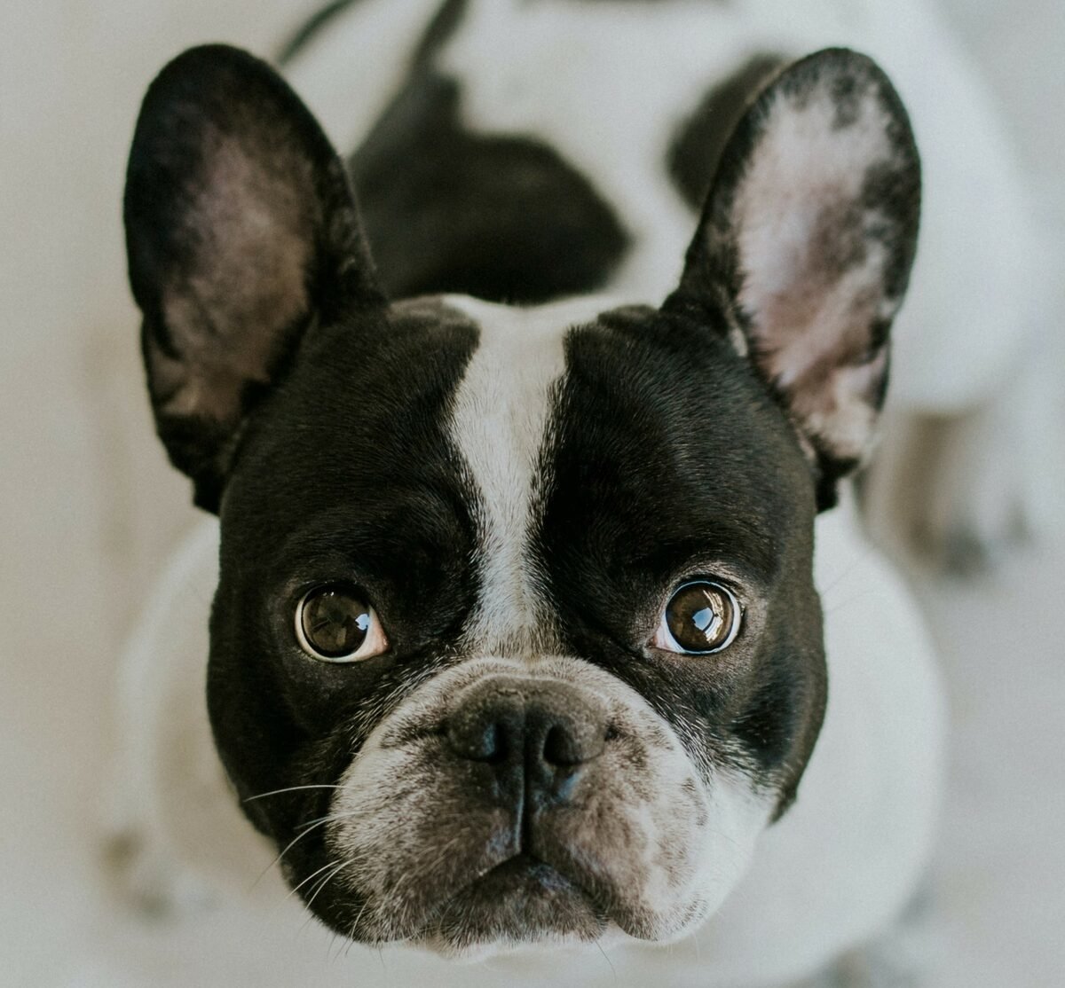 Бостон терьер глаза