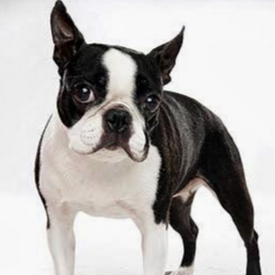 Щенки Бостон терьер=Мопс