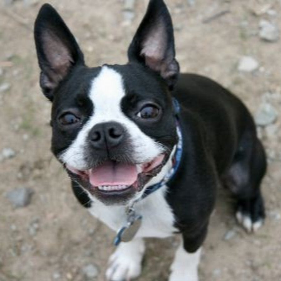 Бостон терьер эскиз