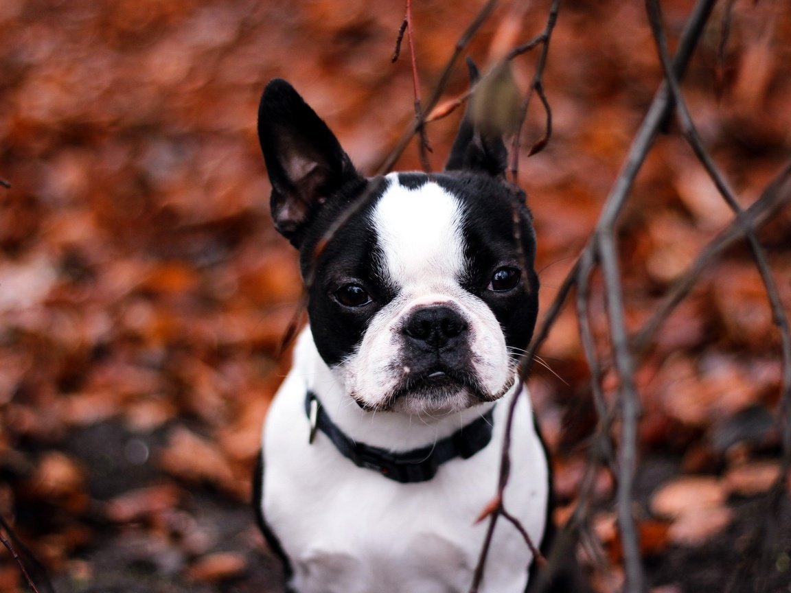 Пенал с Бостон терьером