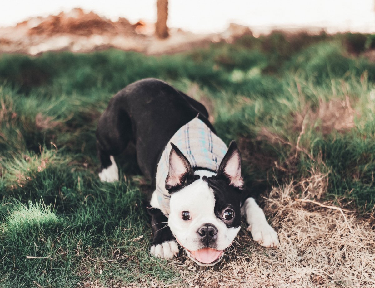 Французский бульдог альбинос