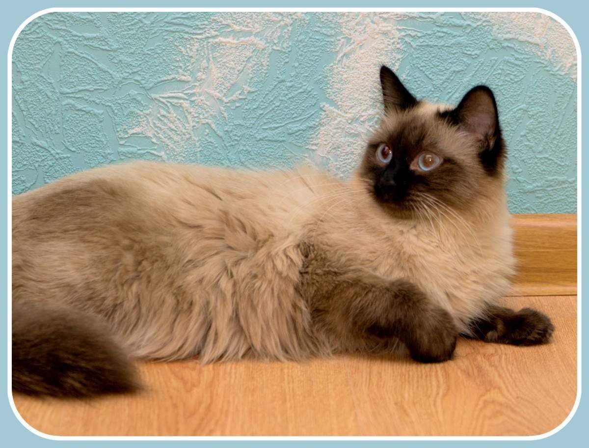 Невская маскарадная кошка Сиамская