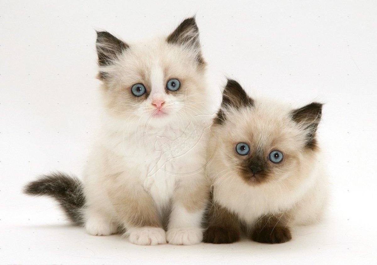 Кошка с котятами