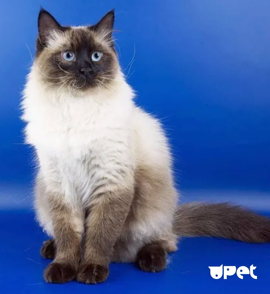 Сиамская Невская маскарадная