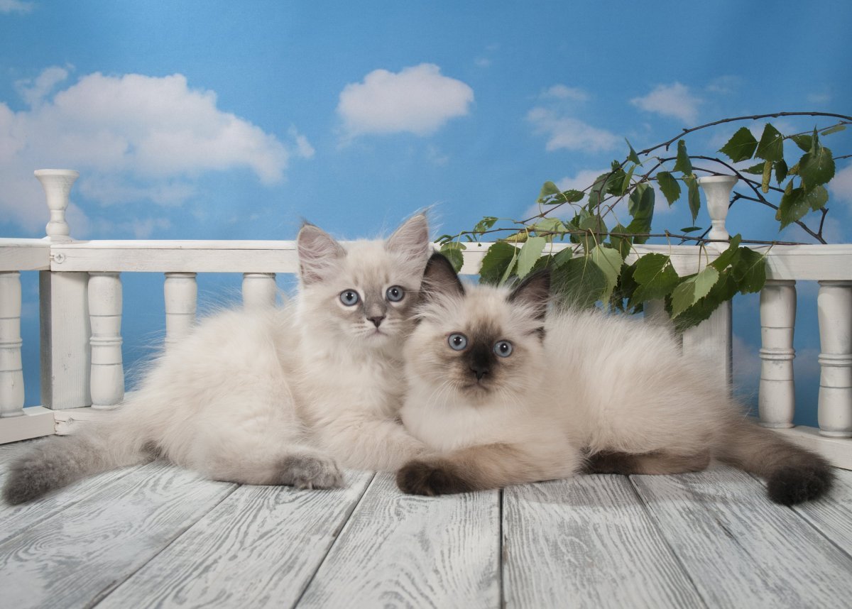 Невская маскарадная кошка с котятами