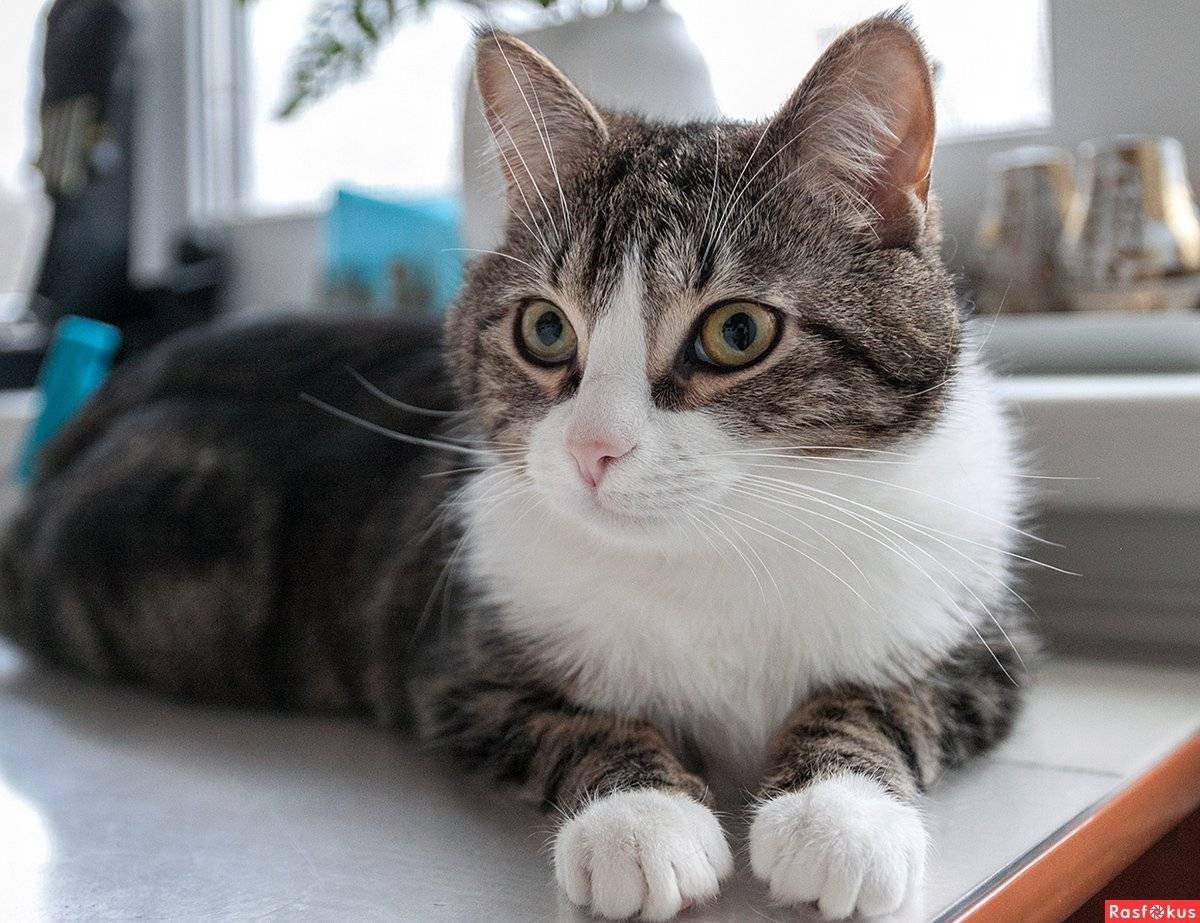 Красивые беспородные коты