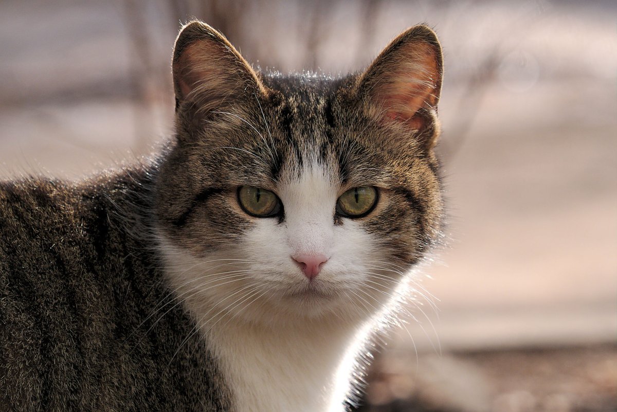 Беспородные кошки фото