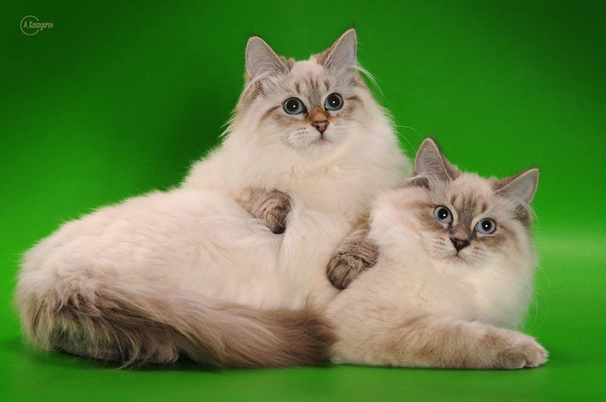 Невская маскарадная котята