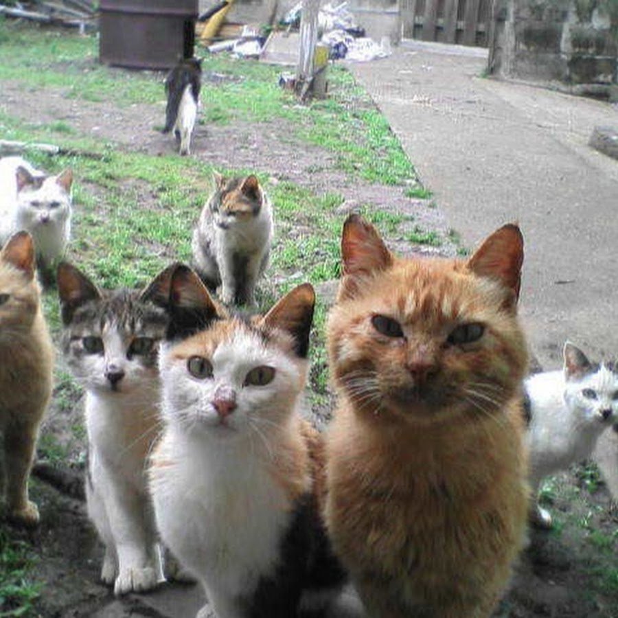 Много бездомных кошек