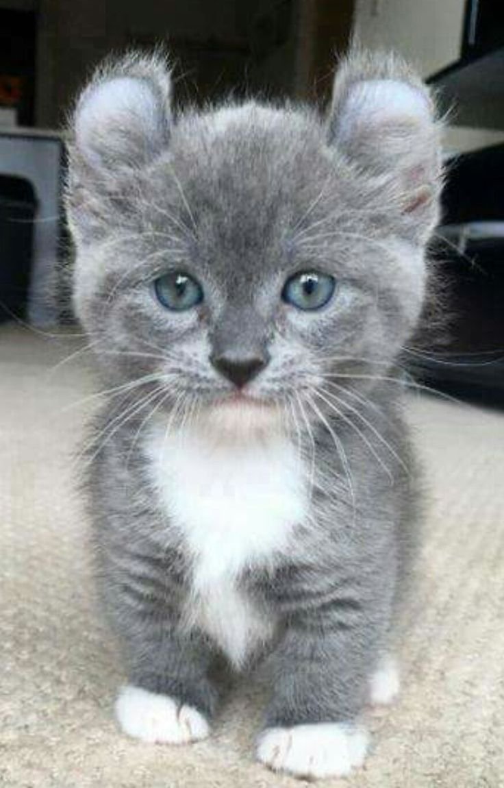 Светло серый котенок