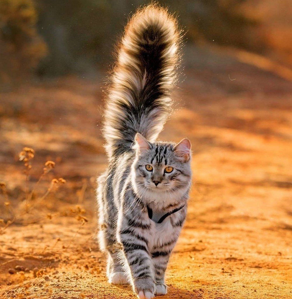 Порода кинкалоу