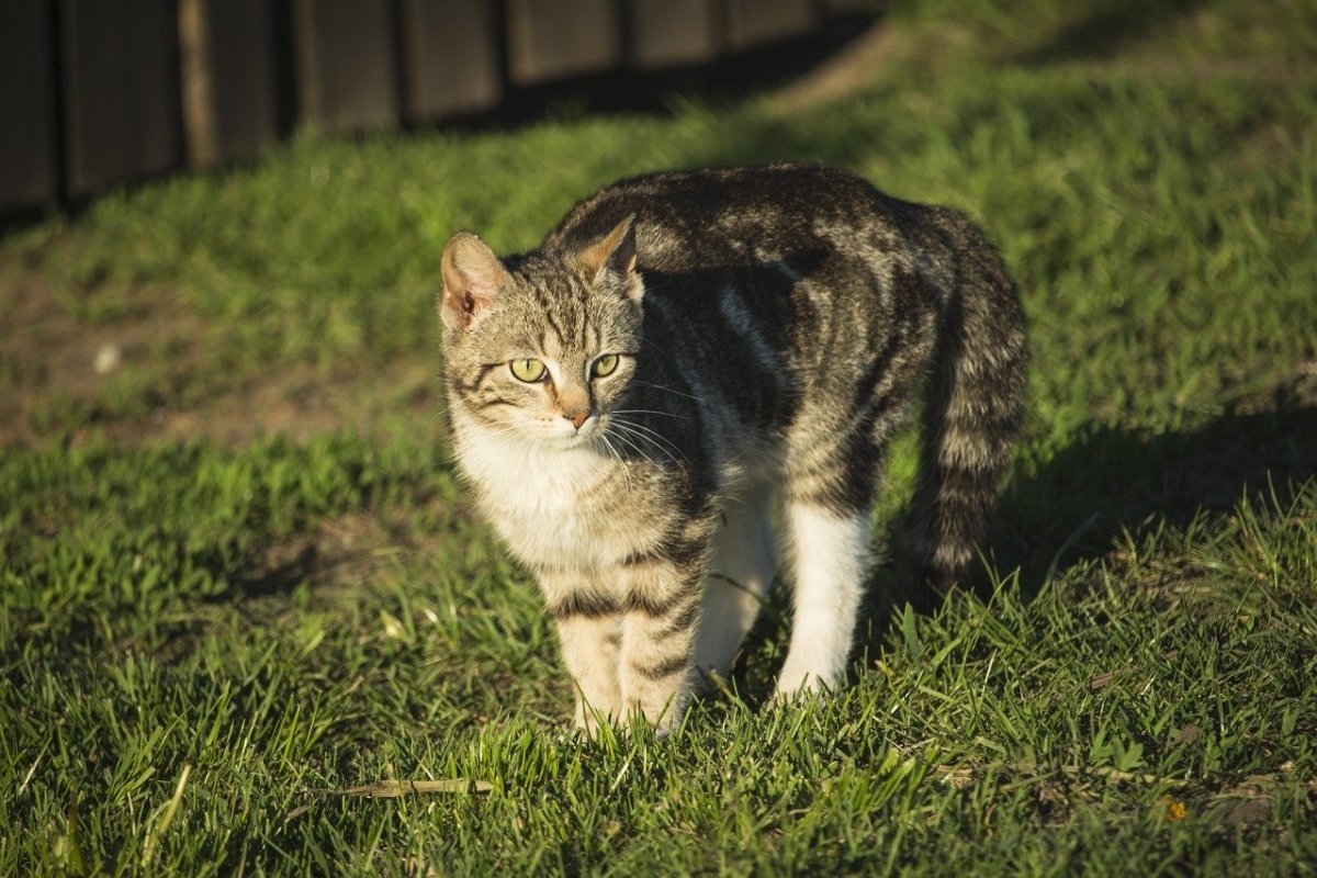 Европейский табби