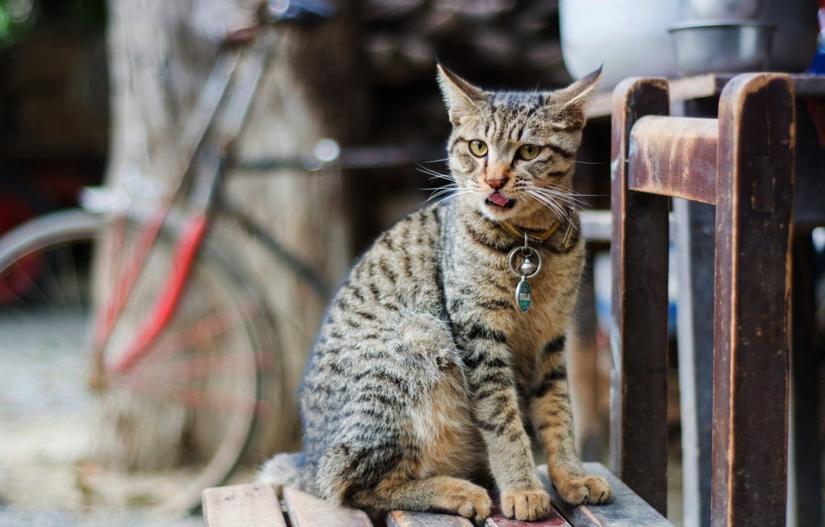 Красивый дворовый кот