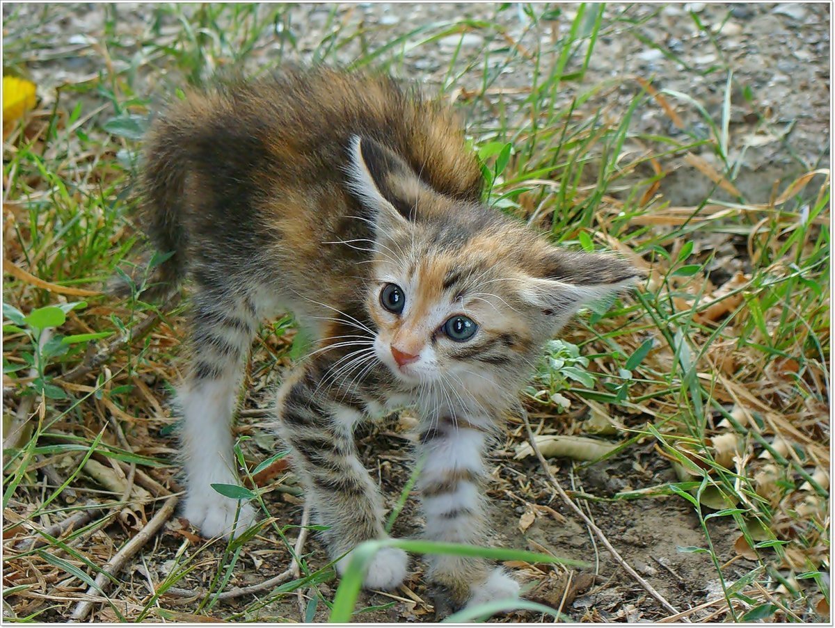 Кошки дворняжки