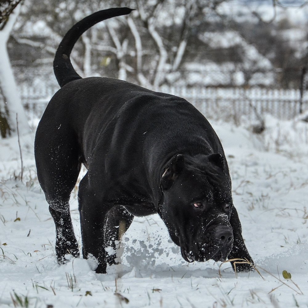 Бойцовская собака Кане Корсо