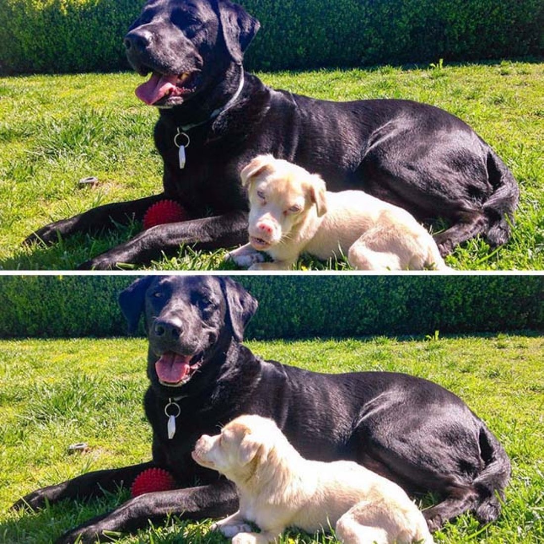 Собака похожая на других собак