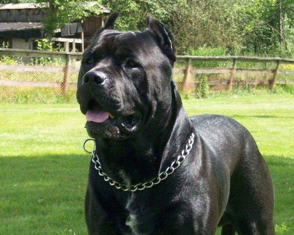 Корсо Канарио