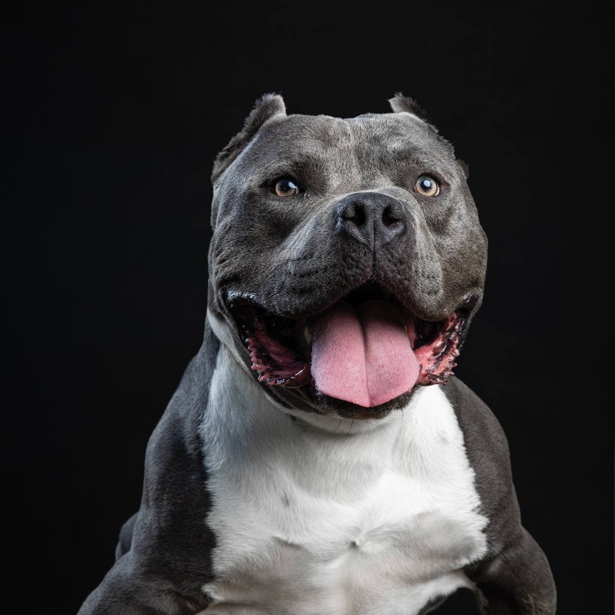 Стаффордширский терьер черный