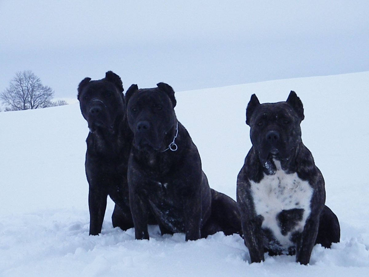 Канарский дог черный