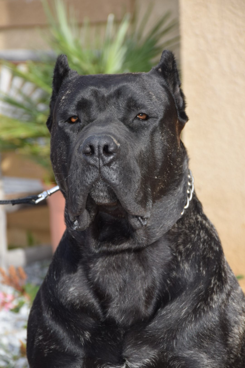 Канарский дог и Кане Корсо