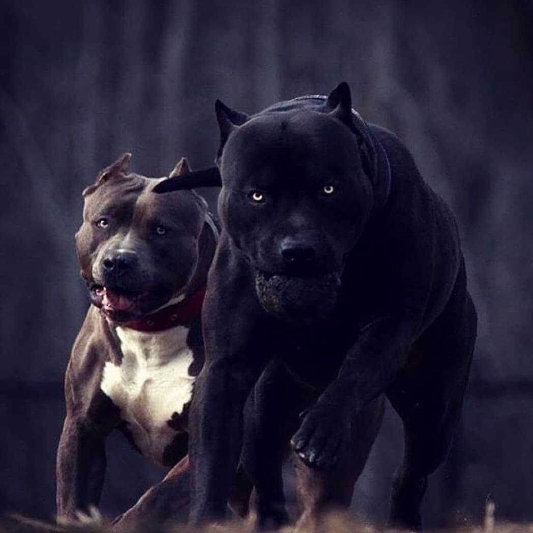 Амстафф черный