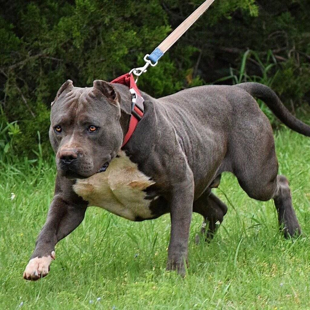 Американский бандог мастиф
