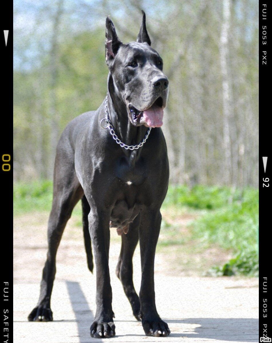 Собаки породы немецкий дог