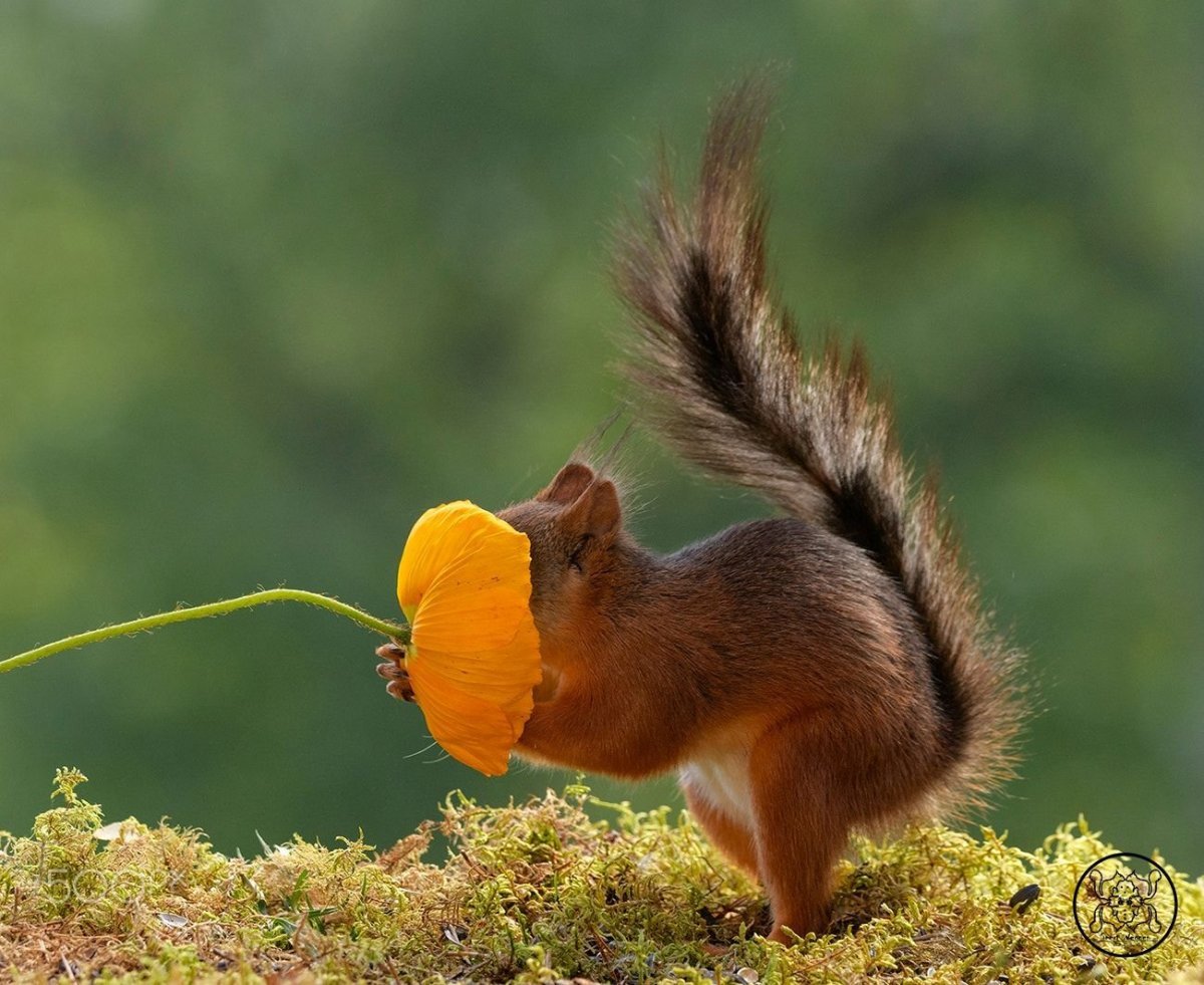 Белка интересная