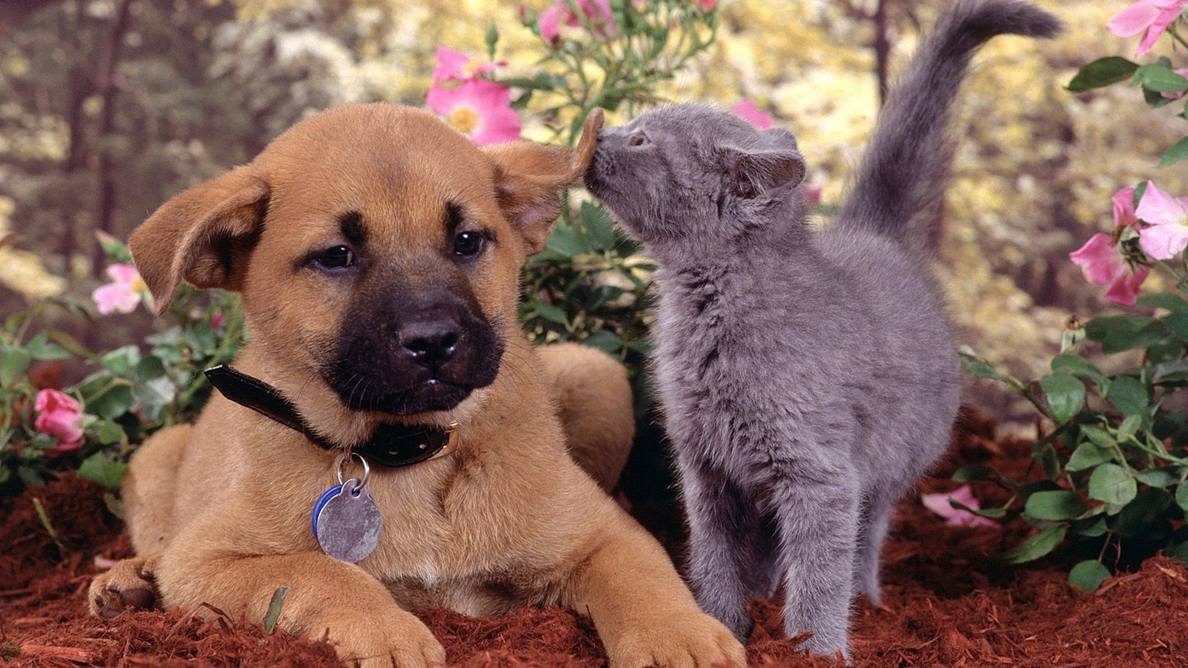 Dog and cat playing. Красивые собаки. Щенок и котенок. Обои щенки. Милые собачки и кошечки.
