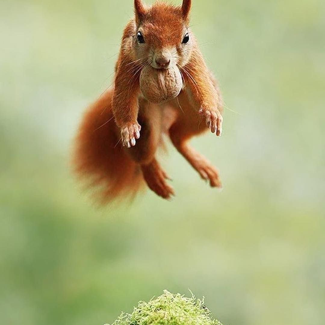 Белка с орехом