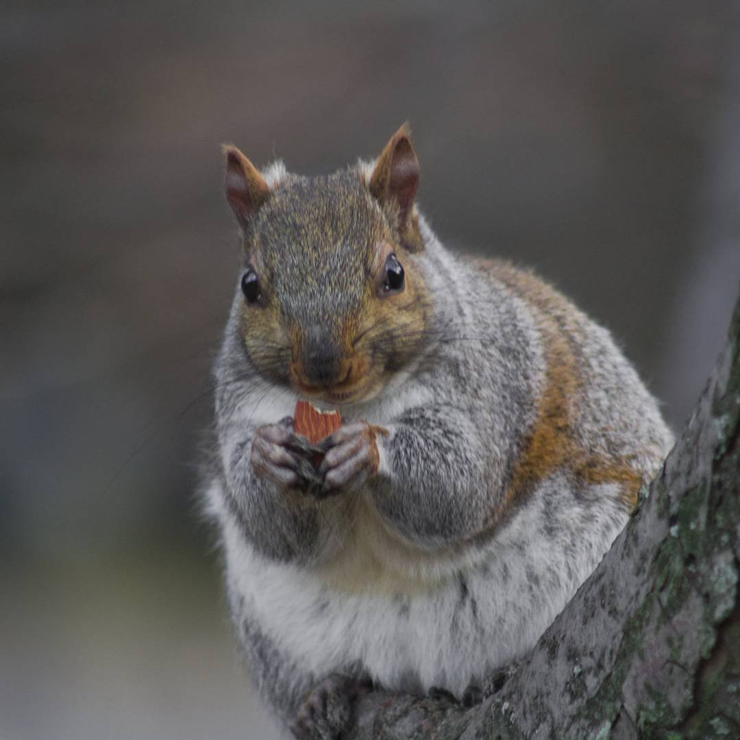 Толстенькая Белочка