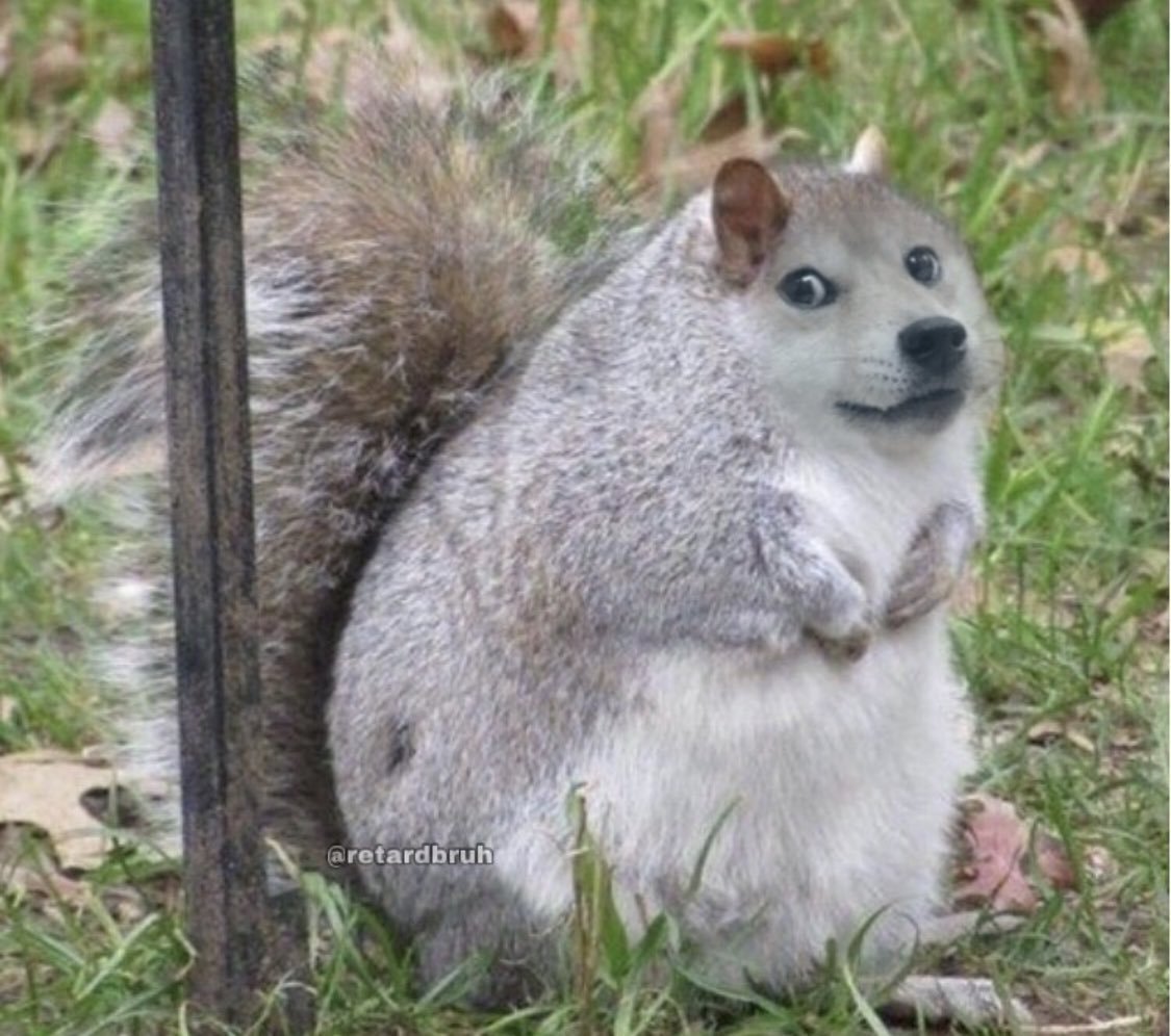 Беременная Белочка