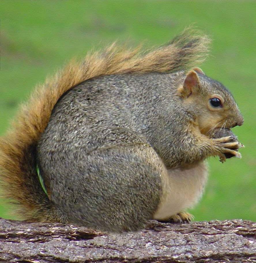 Огромная белка