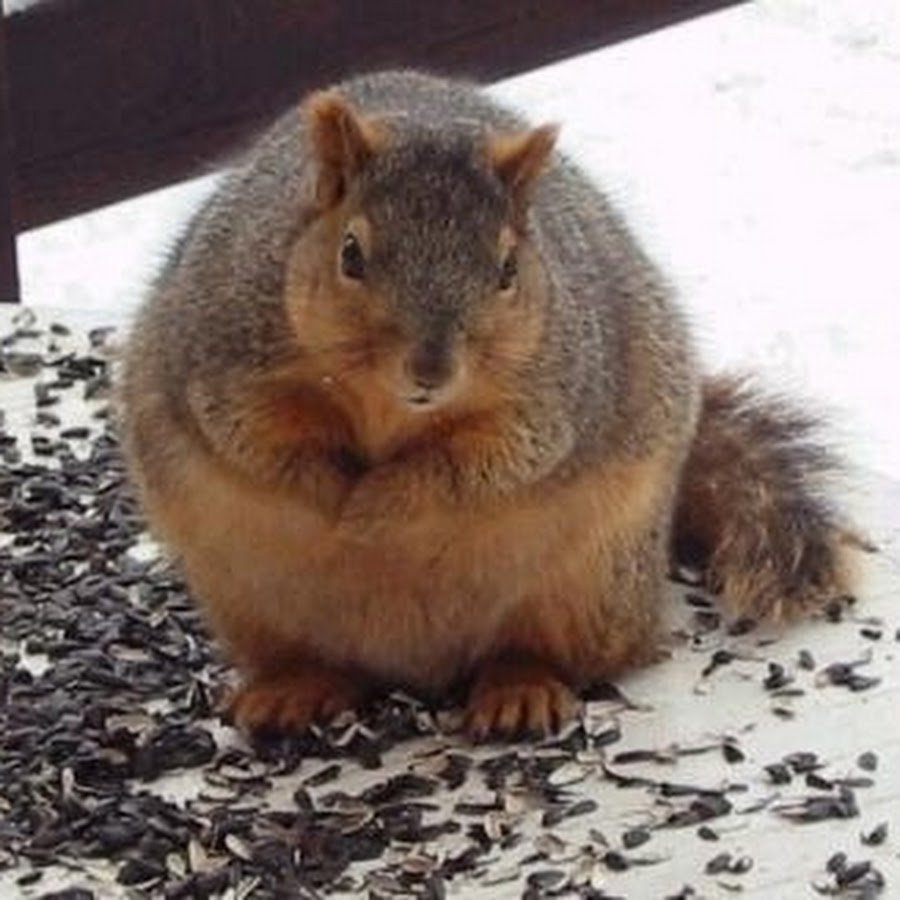 Очень толстая белка