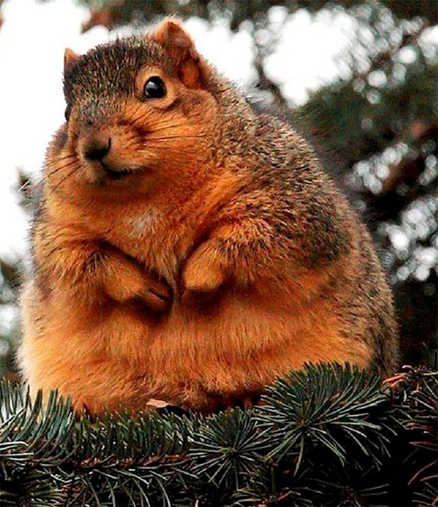 Толстый бурундук