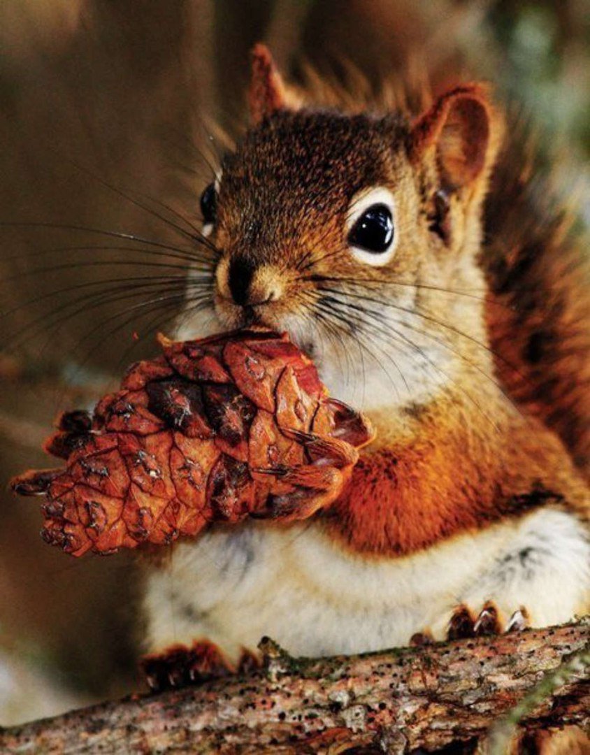 Белочка с орешками