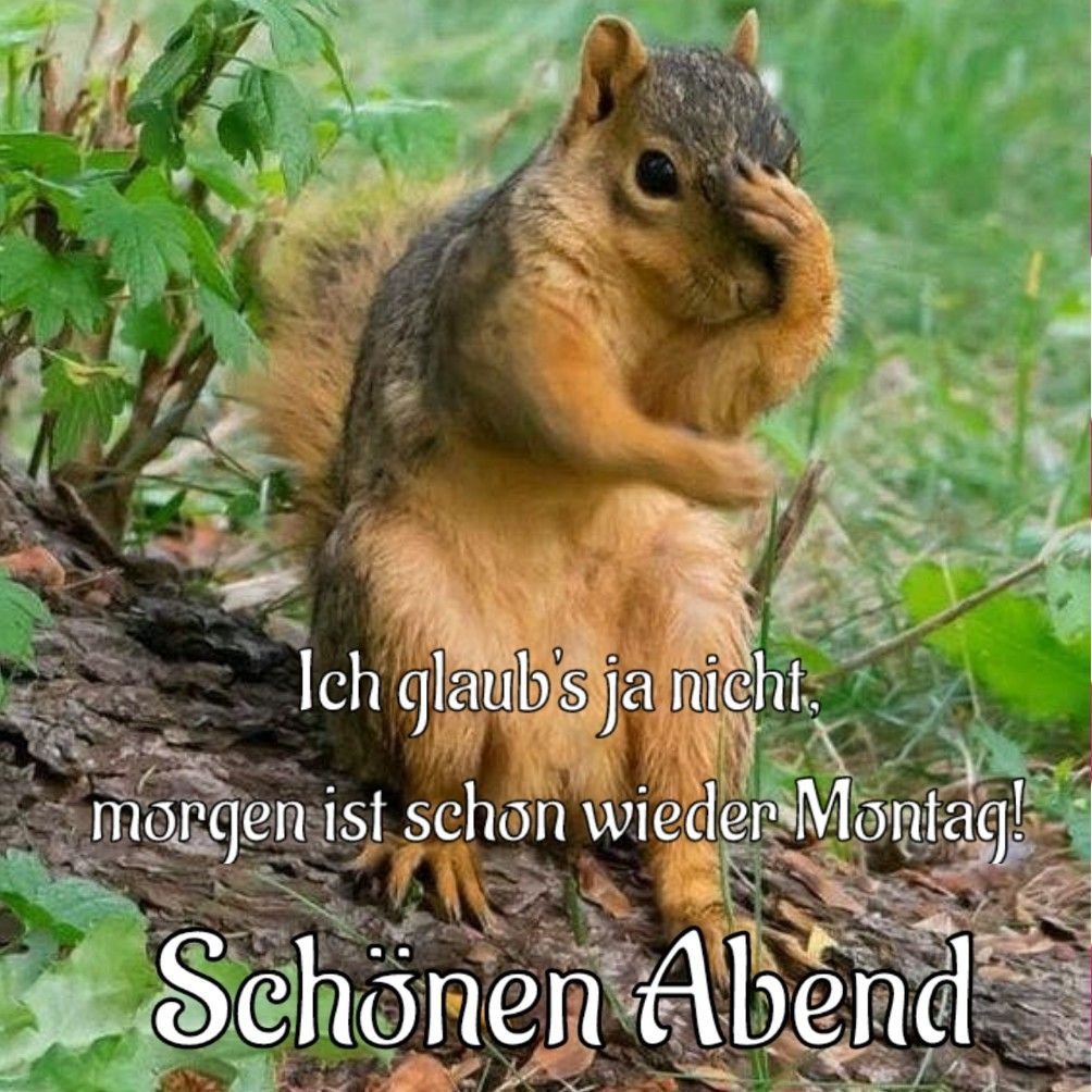 Белка кричит