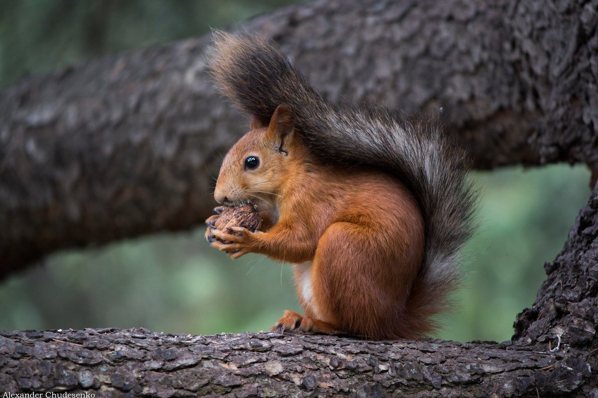 Огромная белка