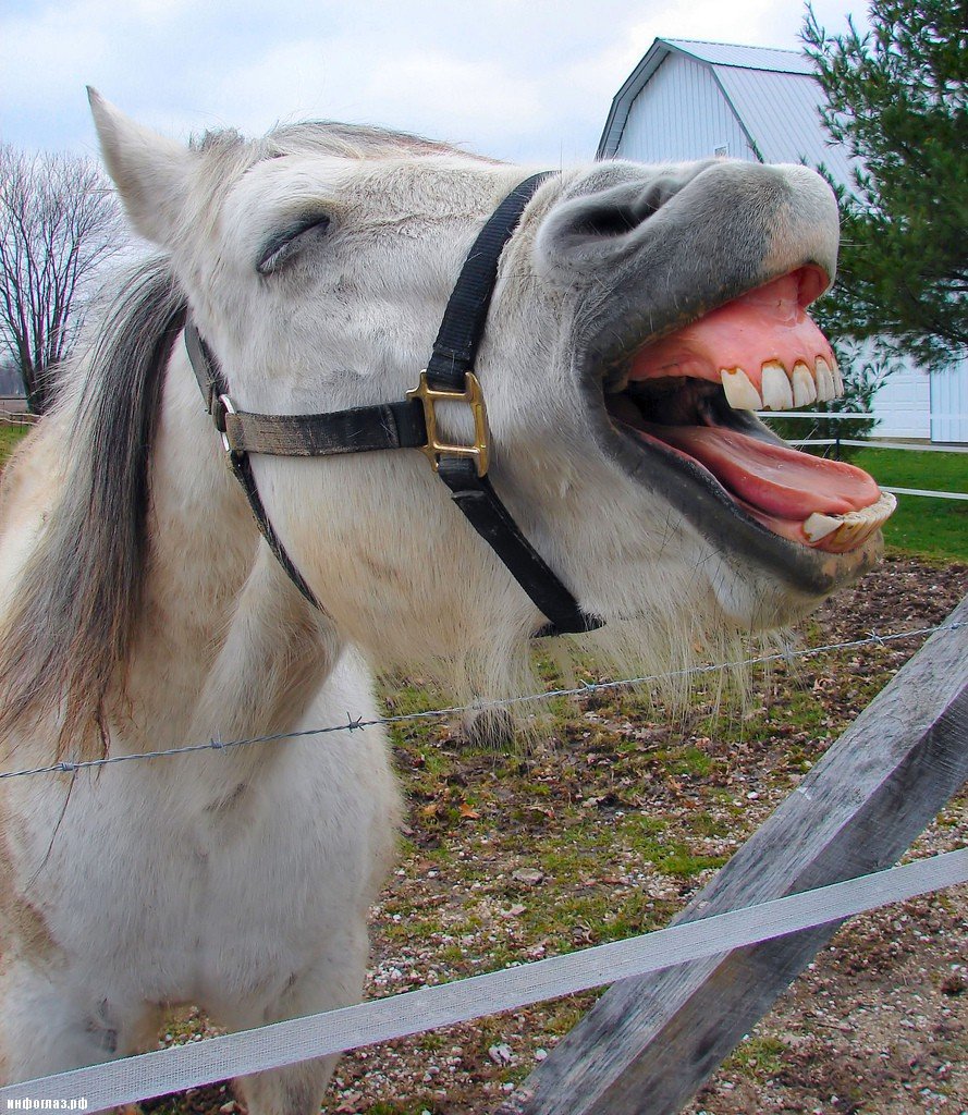 Веселая лошадка. Конь ржет. Конь улыбается. Смешная лошадь.