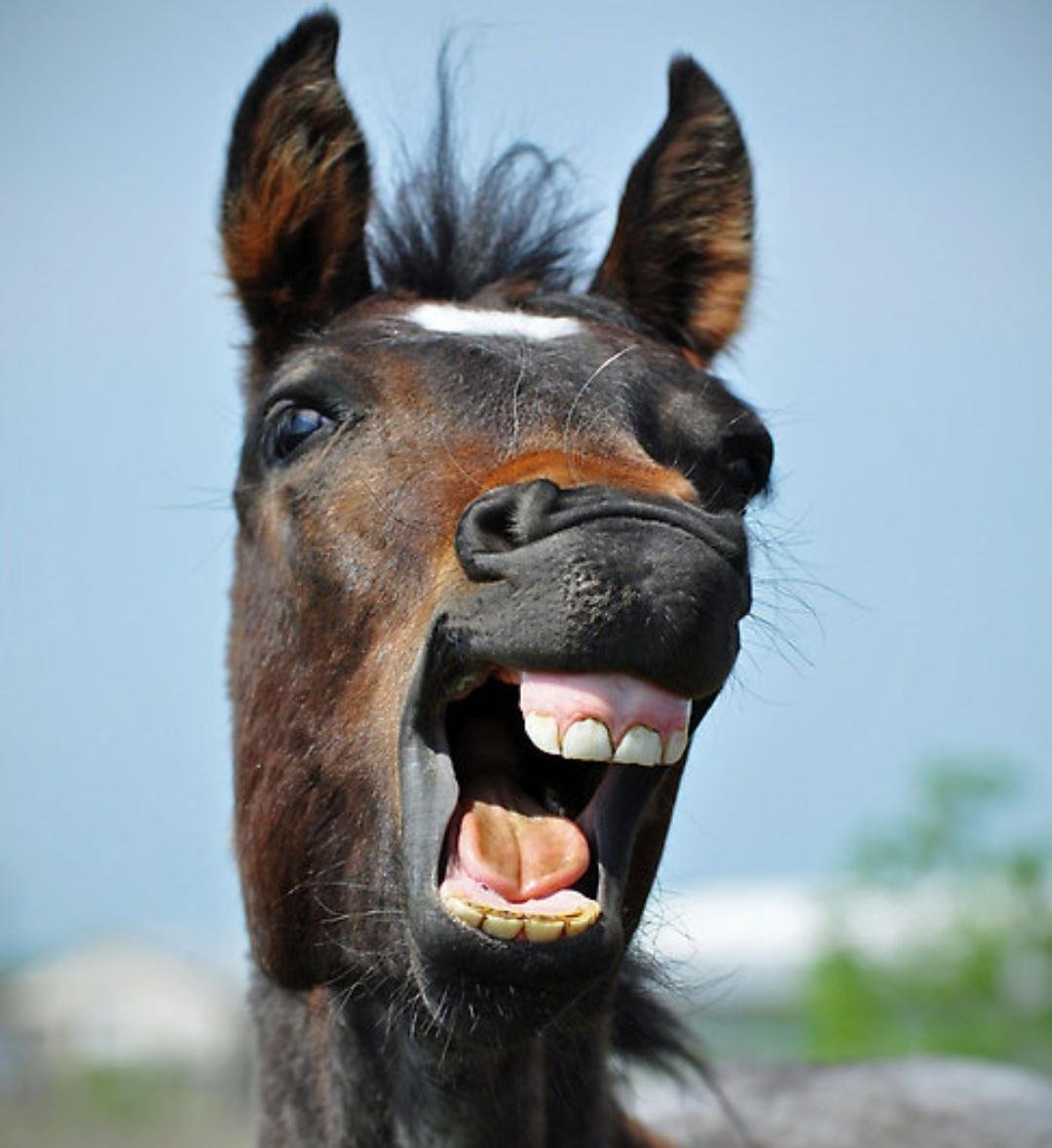 Лошадиные зубы. Лошадиная морда с зубами. Конь улыбается. Зубастая лошадь.