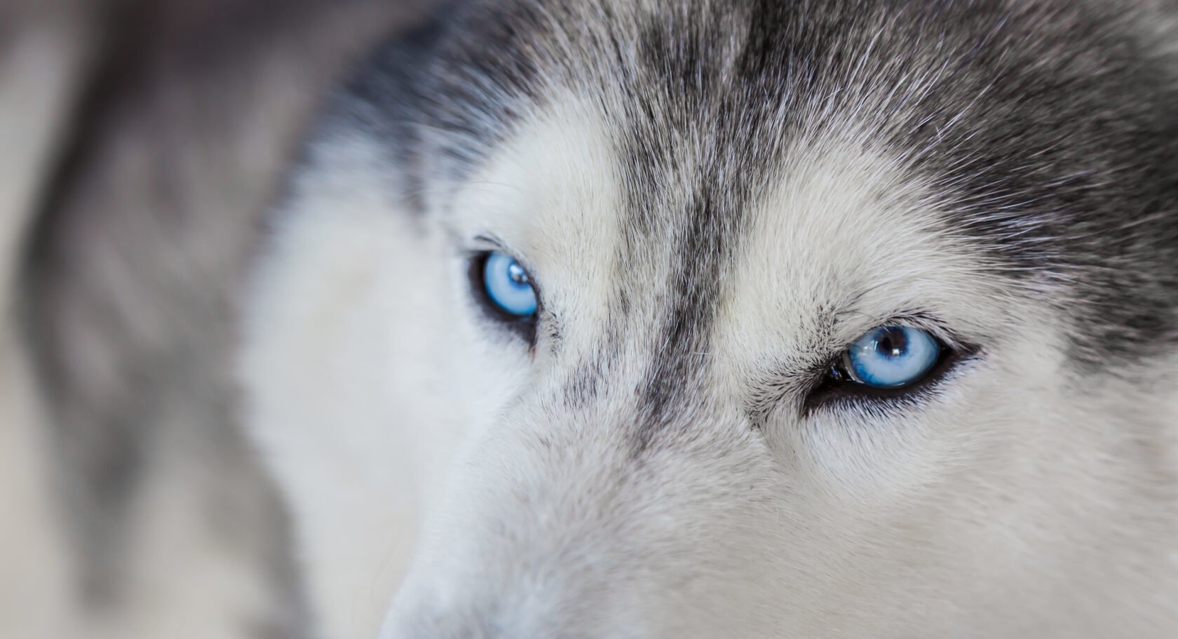 Глаза голубой собаки читать. Хаски с голубыми глазами. Хаски собака фото с голубыми глазами. Хаска девочка с синими глазами. Хаски красивая с голубыми глазами девочка.