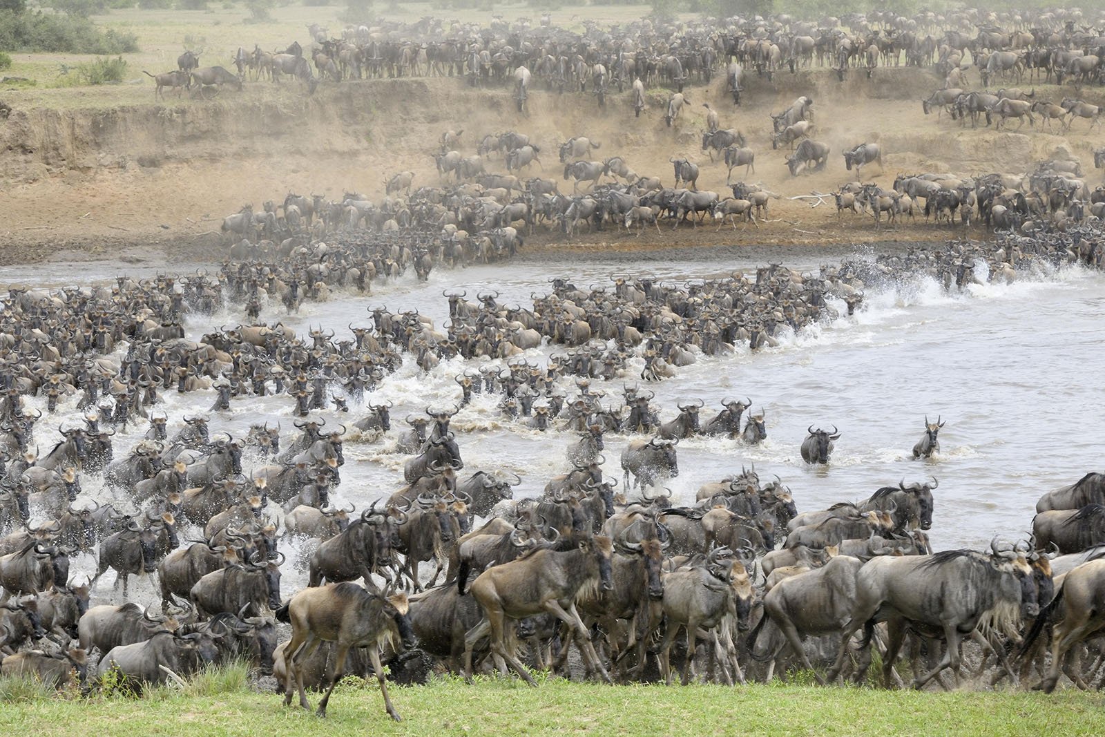 Высшую гну. Антилопы гну Серенгети. Великая миграция животных в Африке. Стадо антилоп гну. Мчится стадо антилопы гну.