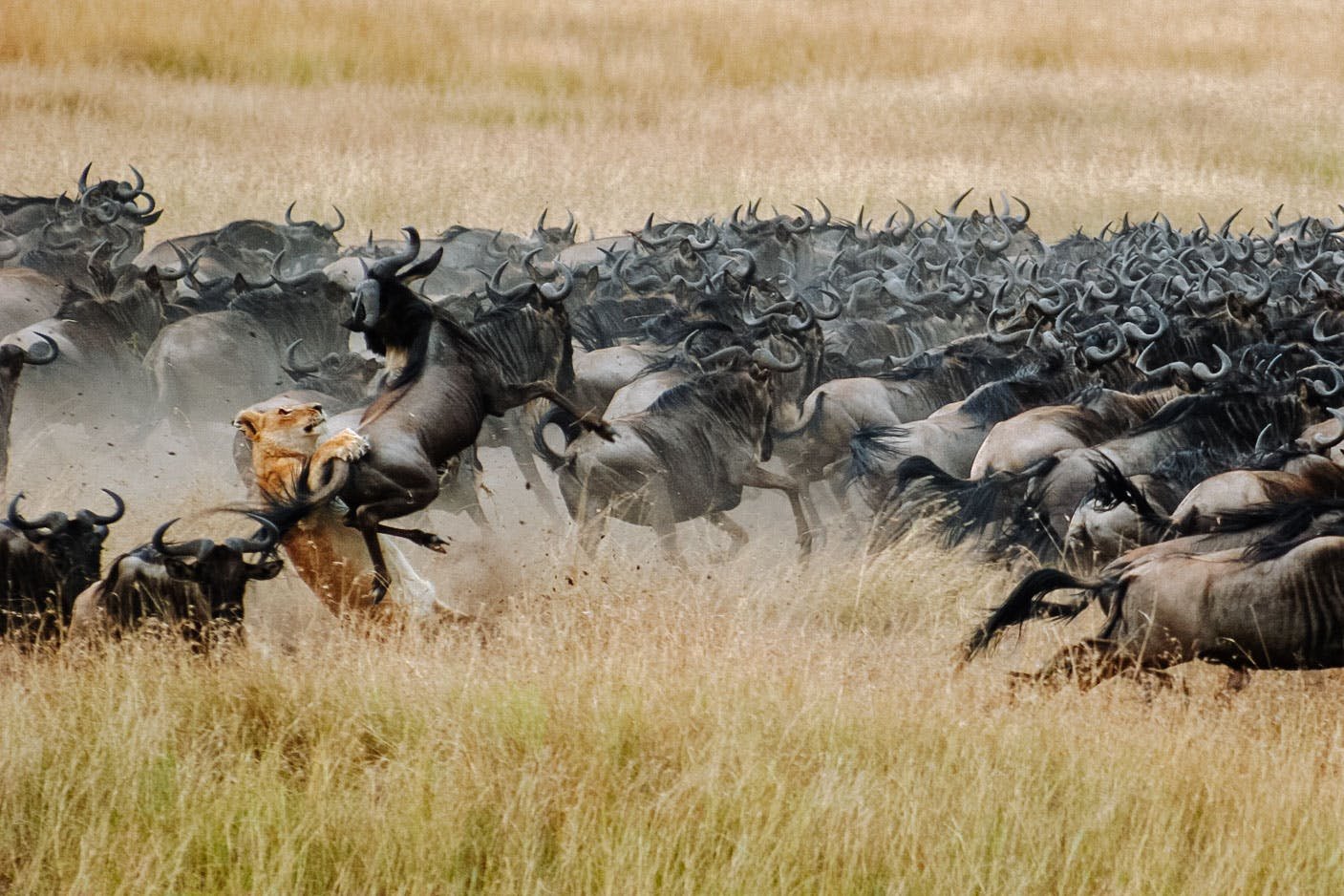 Какие животные мигрируют. Национальный парк Серенгети миграция гну. Великая миграция Серенгети.