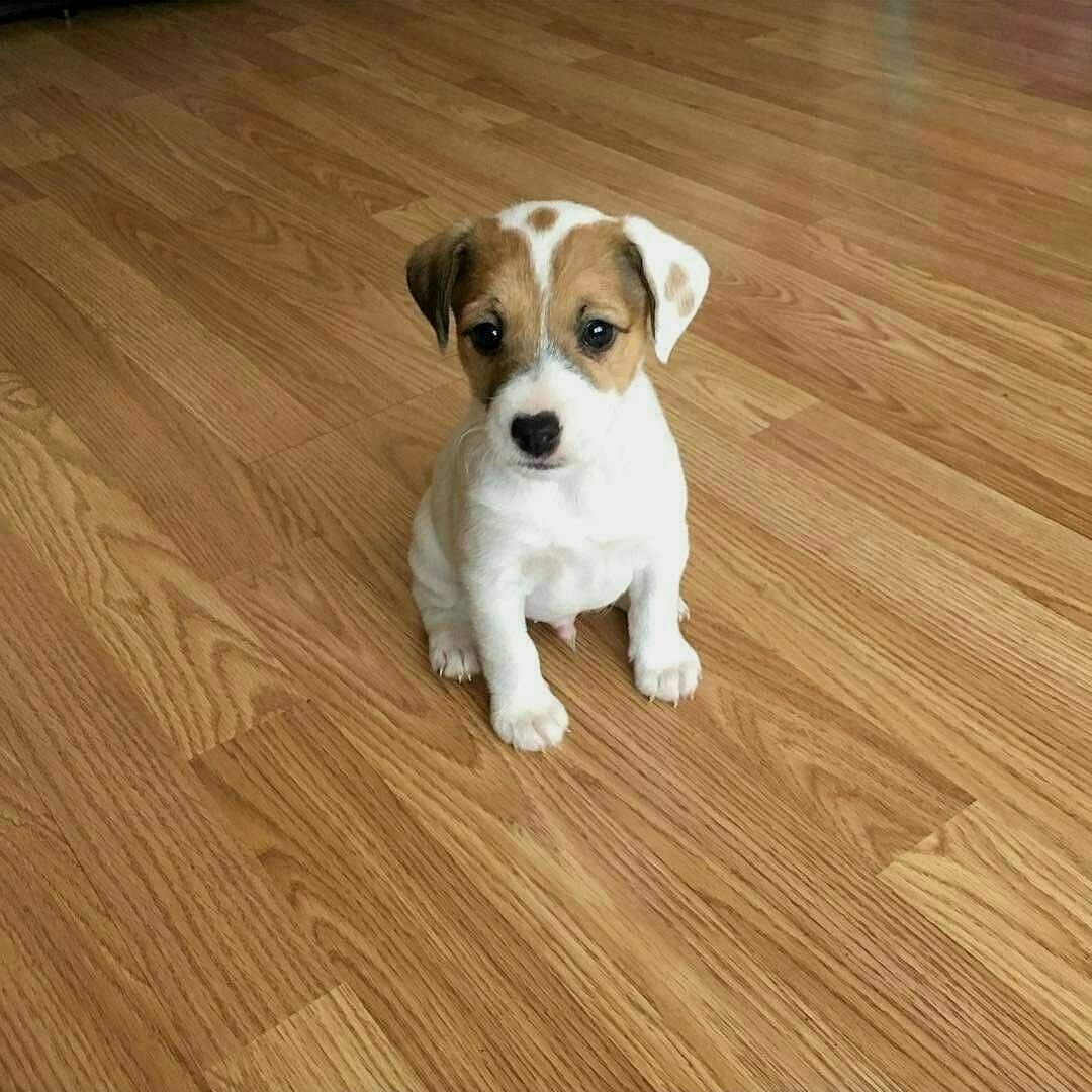 Джек Рассел короткошерстный щенок