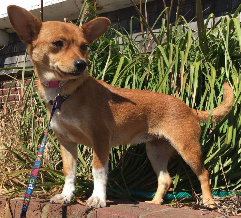 Метис басенджи