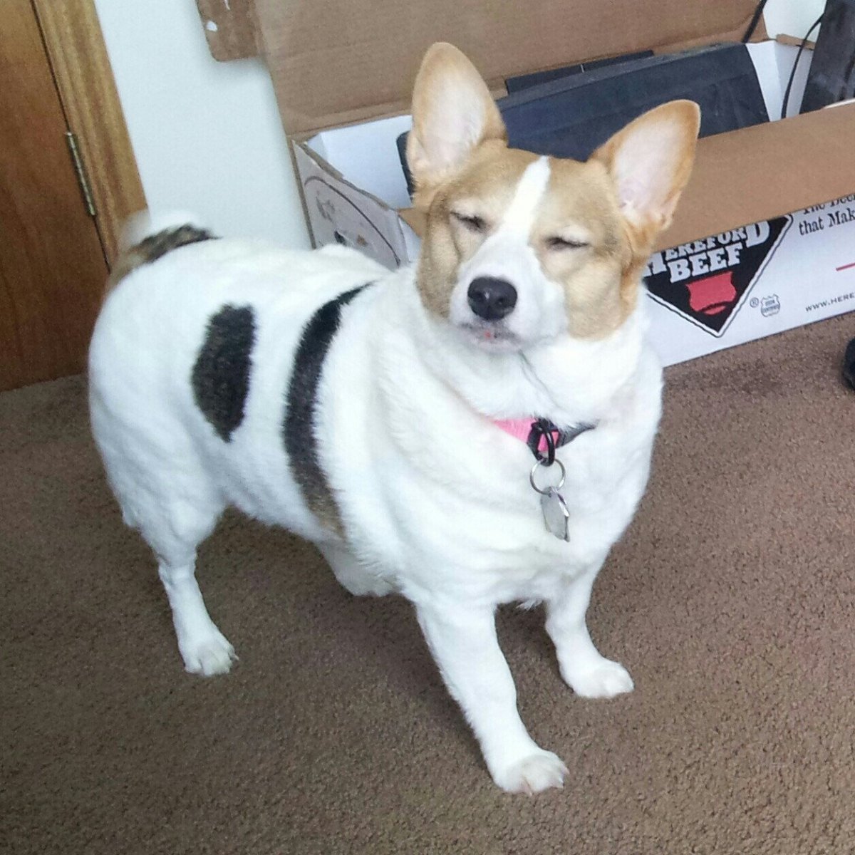 Метис корги и Джек Рассела