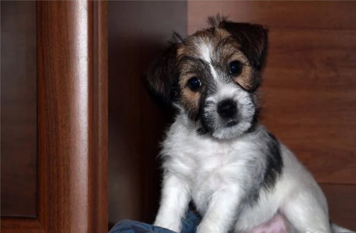 Помесь Джек Рассела и Йорка