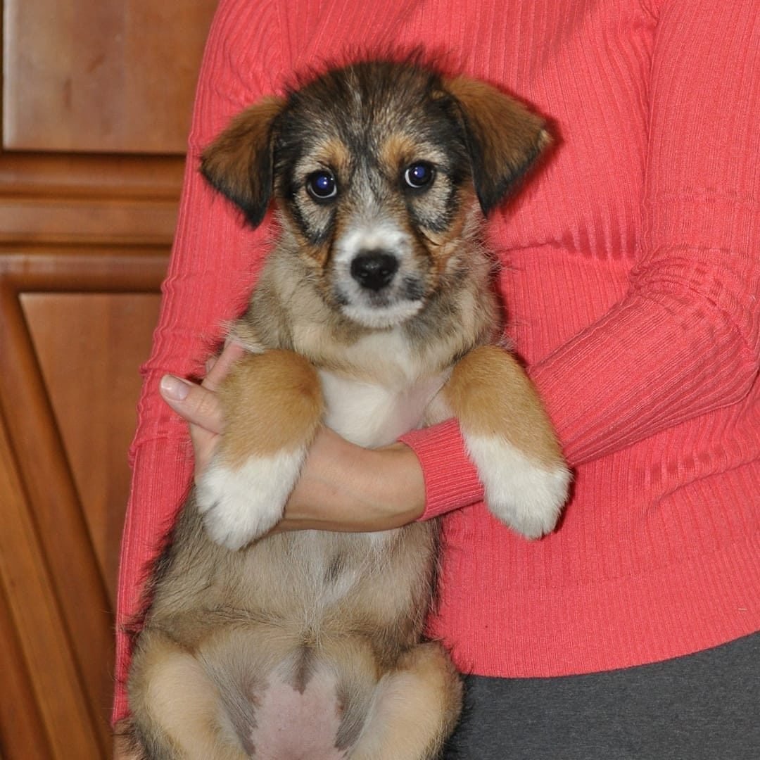 Метис Джек Рассела и пекинеса