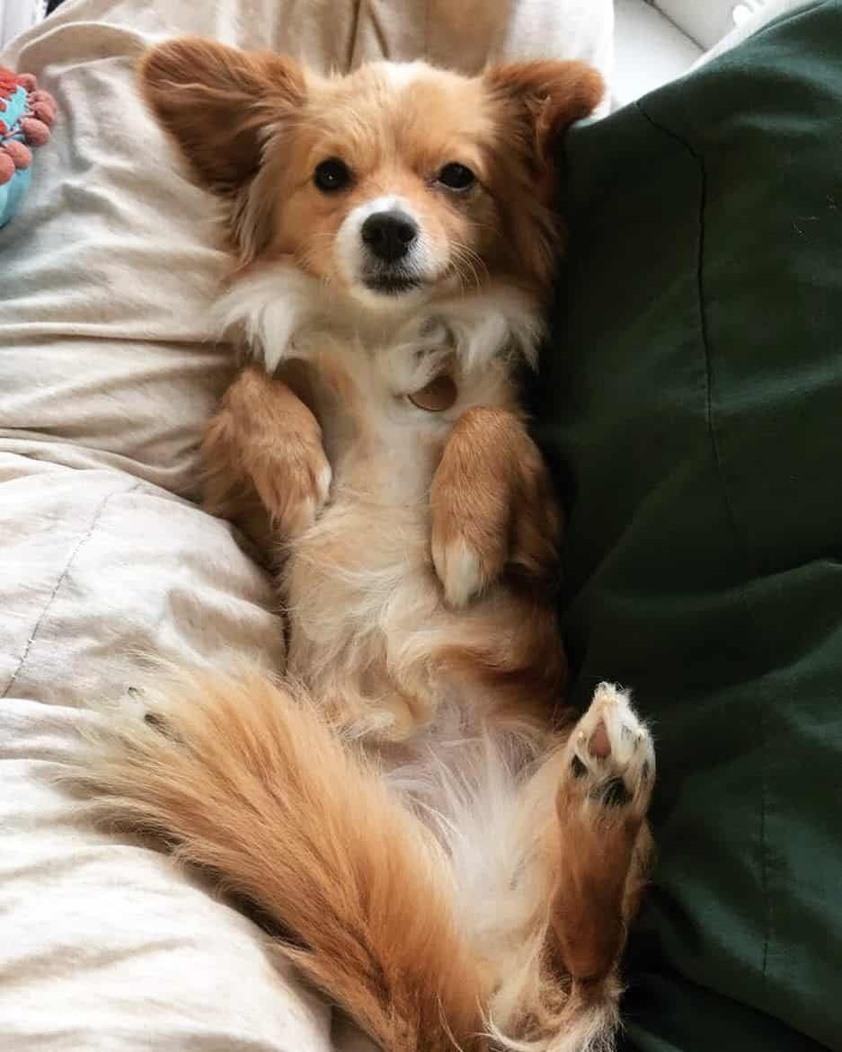 Метис корги и шпица