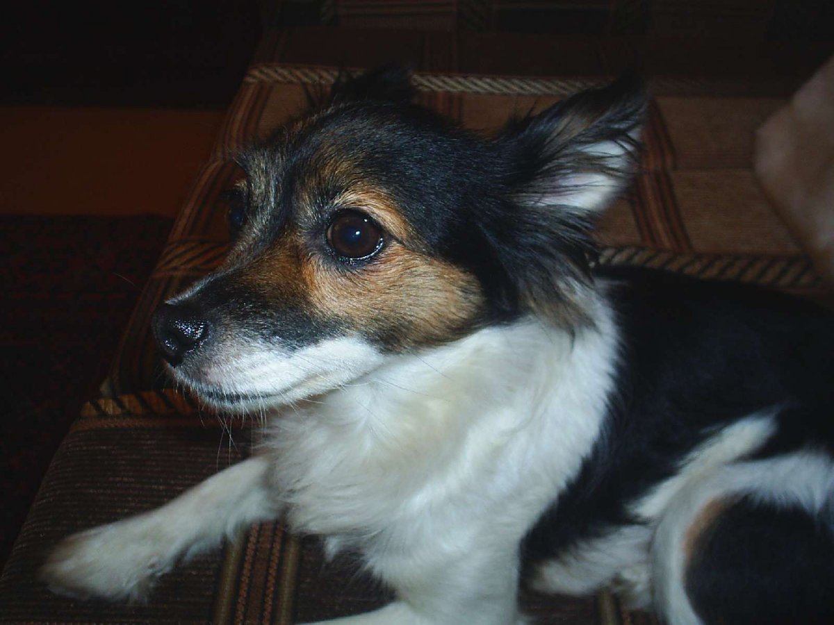 Метис Джек Рассела и дворняги